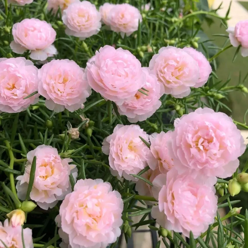 petal sunflower seeds