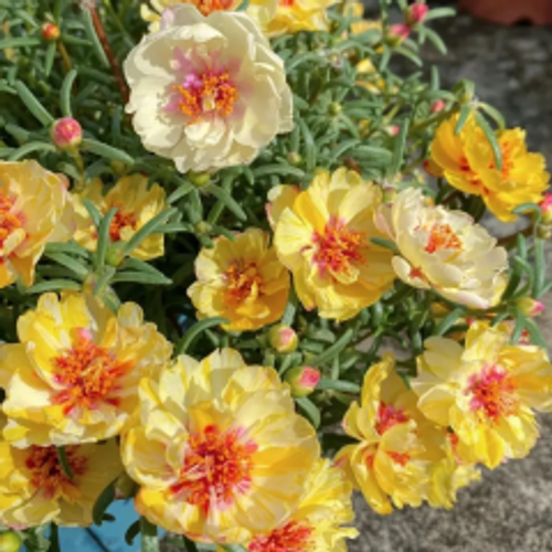 petal sunflower seeds