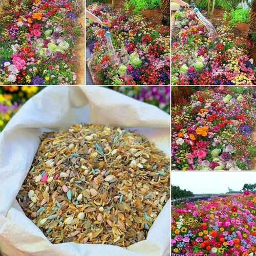 Mixed  Flower Seeds