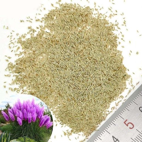 Pampas Grass Seeds