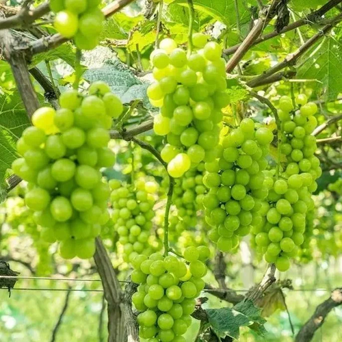 Sunshine Rose Grape Seeds