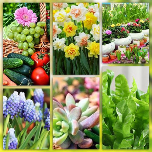 fertilizer sticks for plants