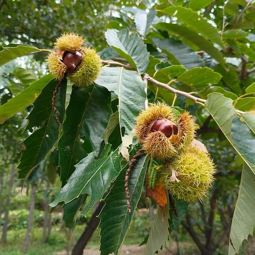 Dwarf Chestnut Seeds