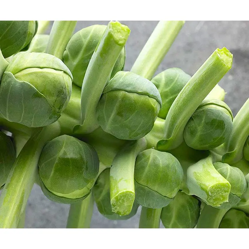 Brussels Sprouts Marte