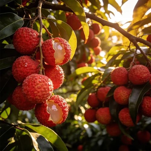 🍃 Premium Lychee Seeds – Plant & Harvest Your Tropical Dream 🌞 Price