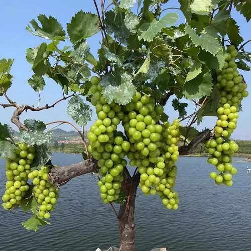 Sunshine Rose Grape Seeds