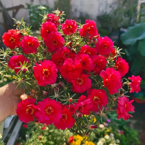 petal sunflower seeds