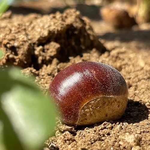 Dwarf Chestnut Seeds