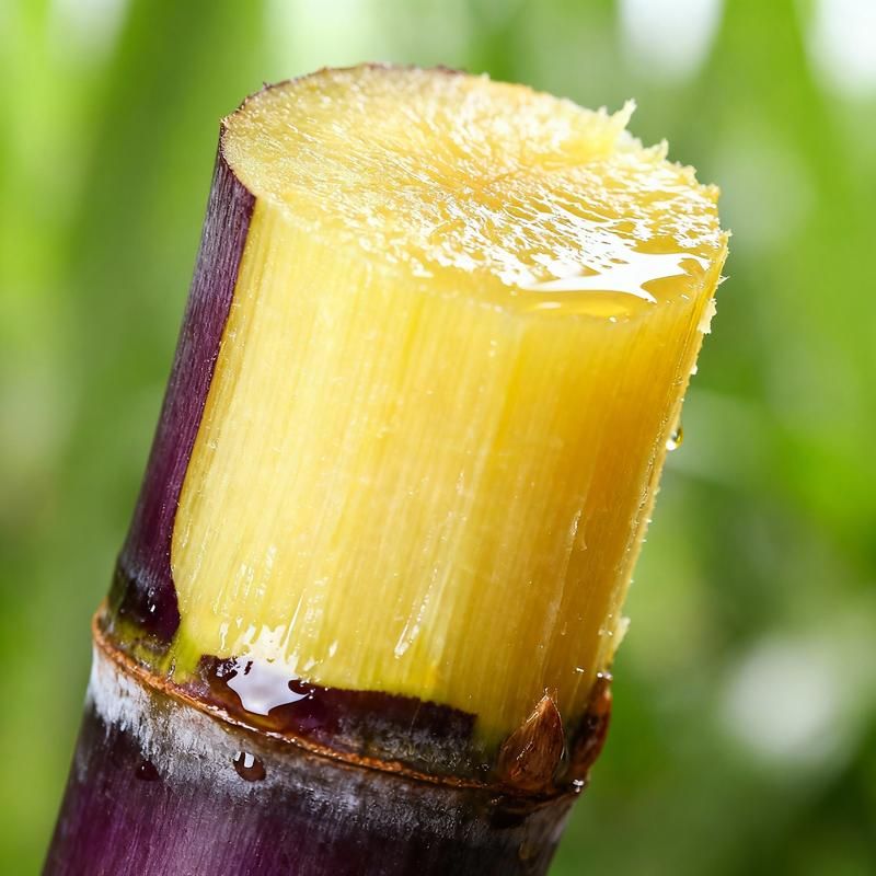 Sweet Harvest Starter Kit 🍃 Sugarcane Seeds(200seeds)