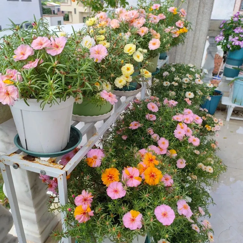 petal sunflower seeds