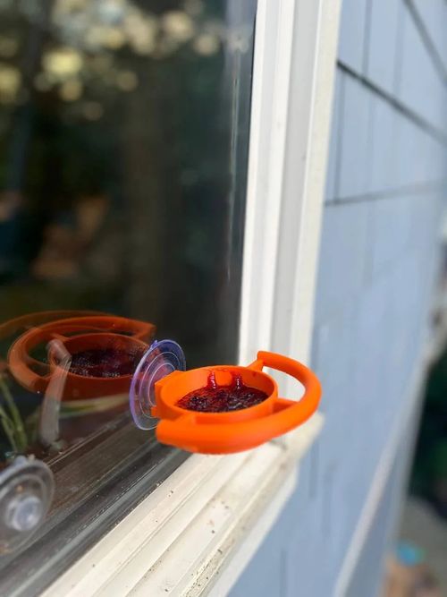 Bird Feeder Suction