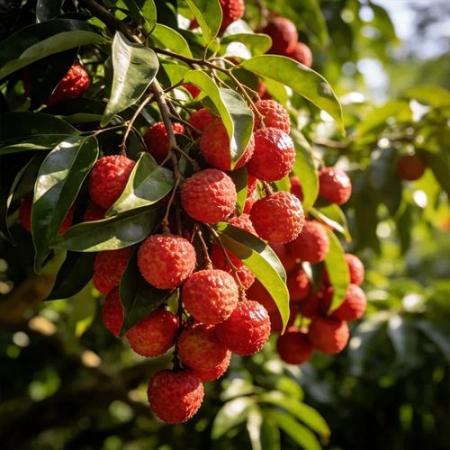 🍃 Premium Lychee Seeds – Plant & Harvest Your Tropical Dream 🌞 Price