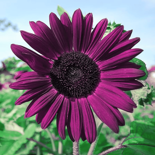 Giant Purple Sunflower Seeds