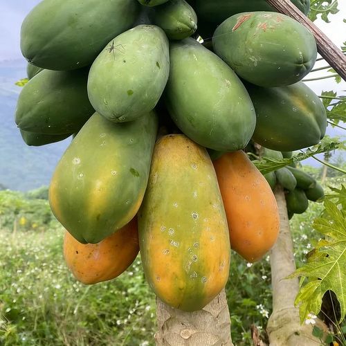 🥭 Creamy Papaya Seeds