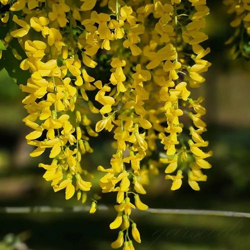 🌸WISTERIA - THE GARDEN’S CASCADING BEAUTY ALL YEAR ROUND