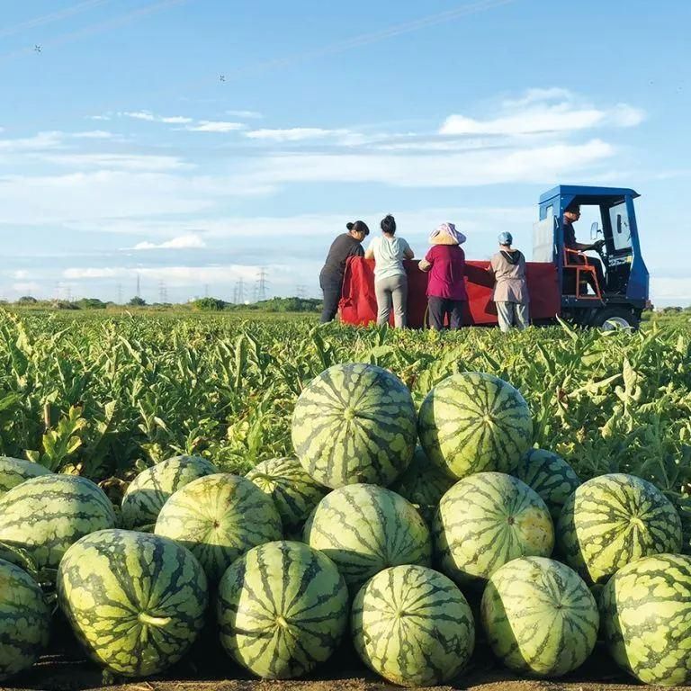 Buy 1 Get 2 !!! 🍉Lazy Man's Watermelon Seeds – Grow Watermelons the Easy Way! (1 set 50 seeds)