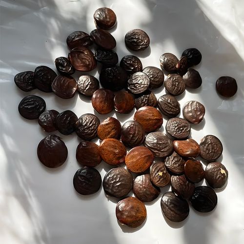 🌸WISTERIA - THE GARDEN’S CASCADING BEAUTY ALL YEAR ROUND