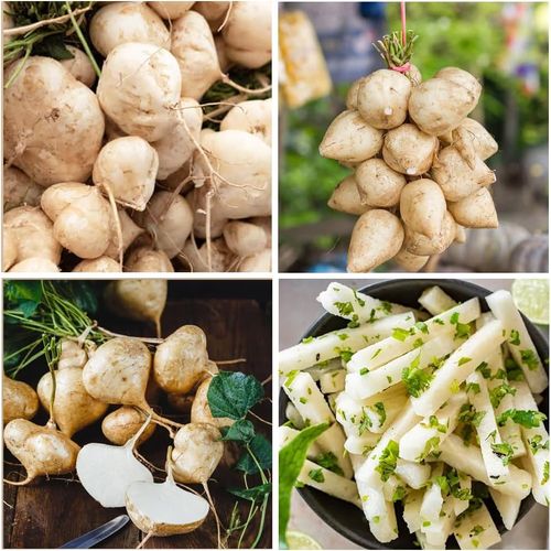 Exclusive Offer💥Rich, Juicy and Nutritious Crispy Fruit -Sweet Jicama for Planting in Your Home🍠