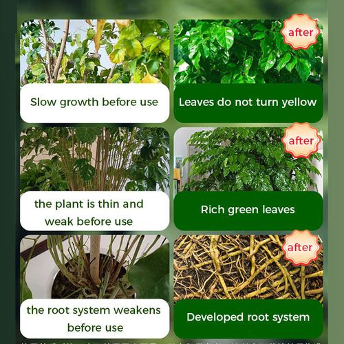 root stimulating powder