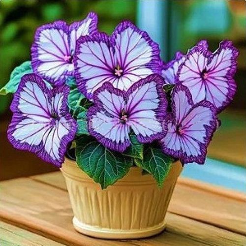 Butterfly Shaped Flower Seeds