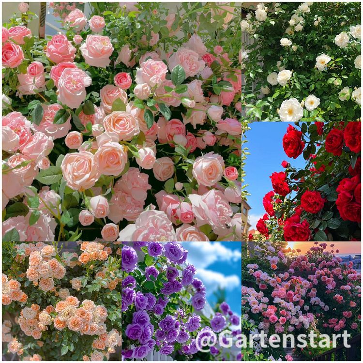 🌹CLIMBING ROSE - LUCK RISING(mix color-100seeds)