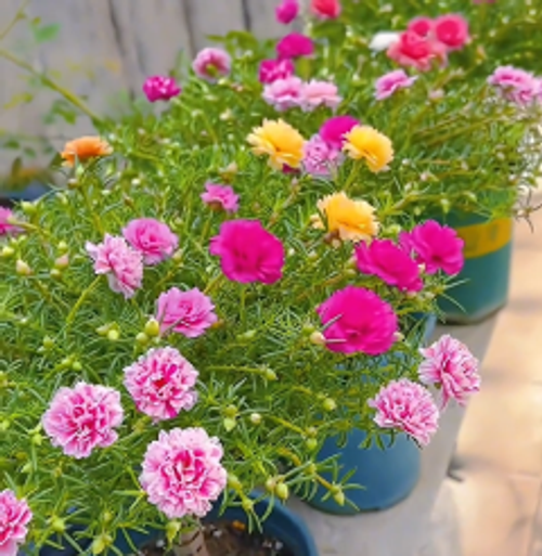 petal sunflower seeds