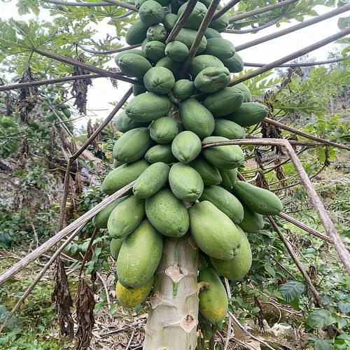 🥭 Creamy Papaya Seeds