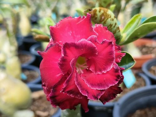 Desert Rose Seeds