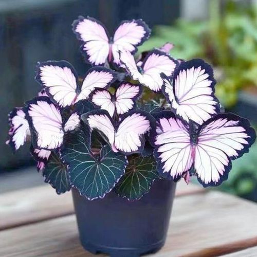 Butterfly Shaped Flower Seeds
