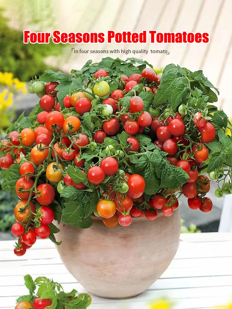 Colorful Dwarf Tomatoes-Four Seasons Potted Plants(100seeds)