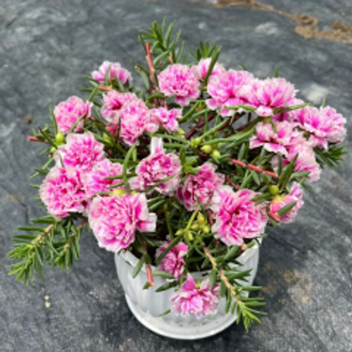 petal sunflower seeds