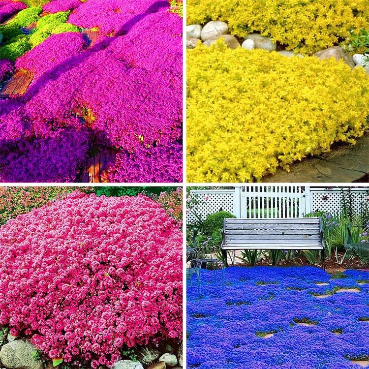 🔥✨Creeping Thyme seeds for four seasons🏡| Create your perfect lawn here🌼（ Mix 4 colors-300seeds）