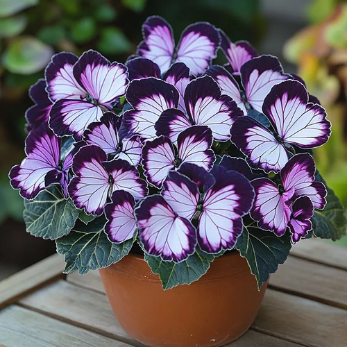 Butterfly Shaped Flower Seeds