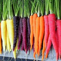 3 Different Color Varieties Carrot Seeds Combo （1000seeds）