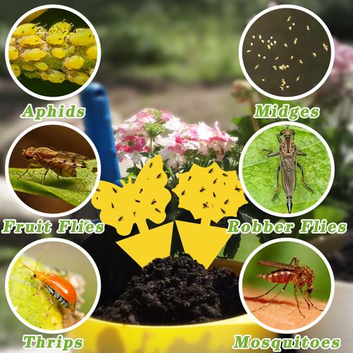 Fruit Fly Traps Yellow Sticky Traps Fungus Gnat Traps Insect Bug Traps