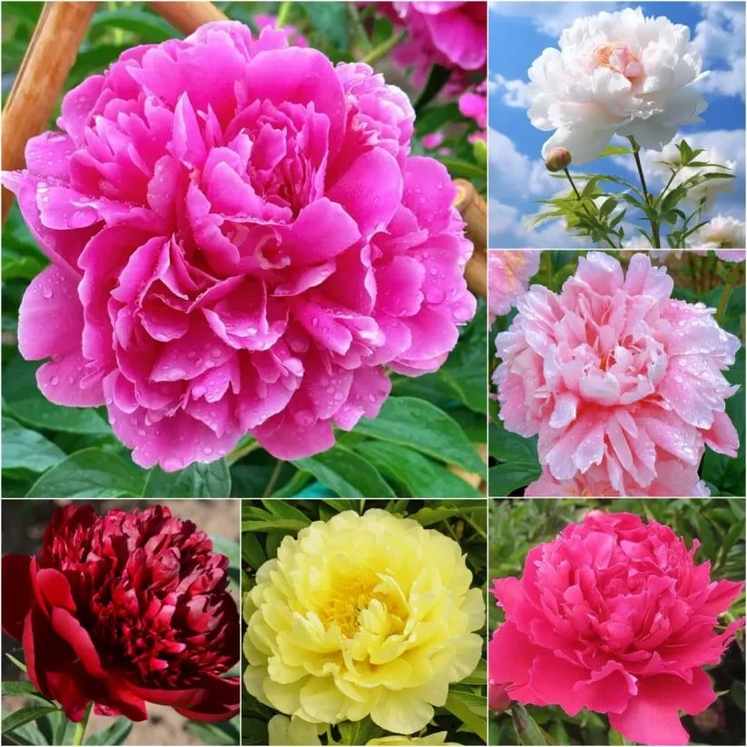 🌺The Queen Of Flowers-Peony, Double Petaled Paeonia suffruticosa,（mix-50 Seeds)