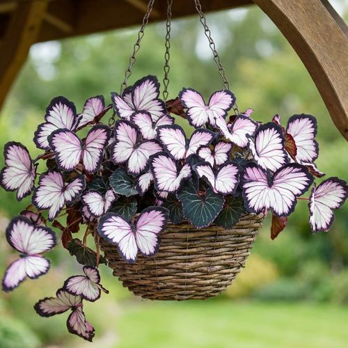 Butterfly Shaped Flower Seeds