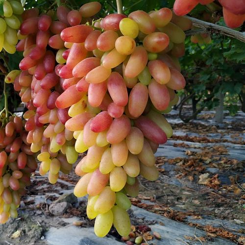 Beauty Finger Grapes Seeds