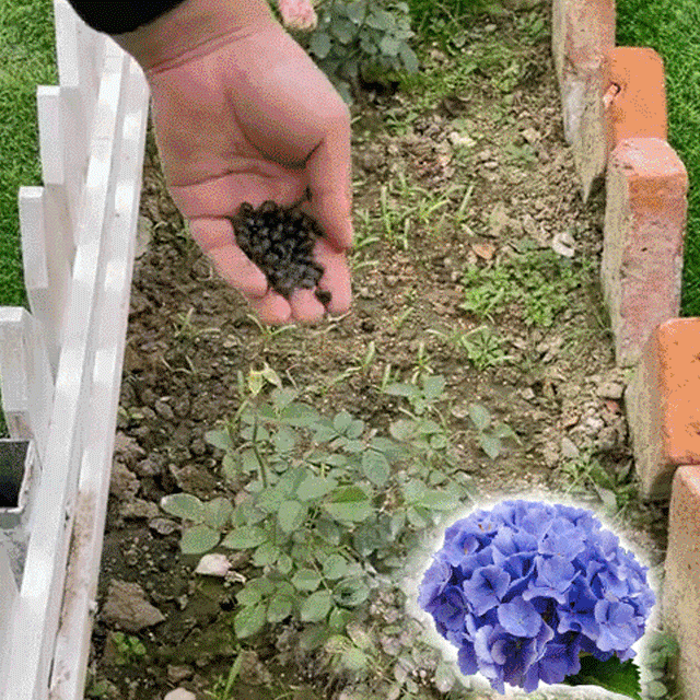 Hydrangea Seeds