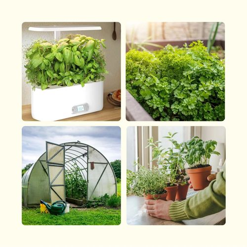 Medicinal Herb Seeds