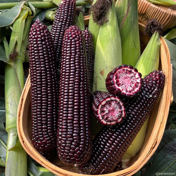 Gem Corn Seeds for Home Vegetable Gardens-（Black gemstone - 100 seeds）
