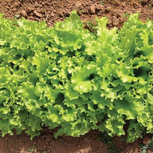 Lettuce   Seeds
