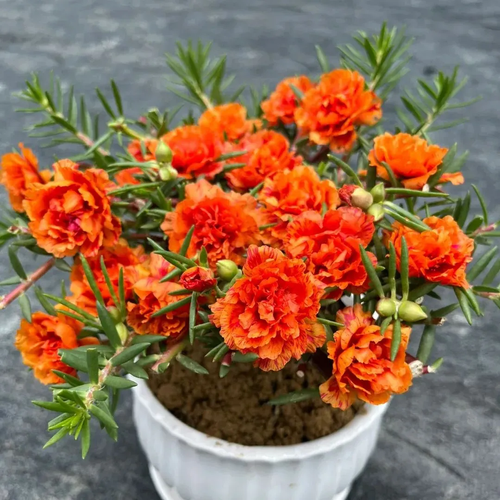 petal sunflower seeds