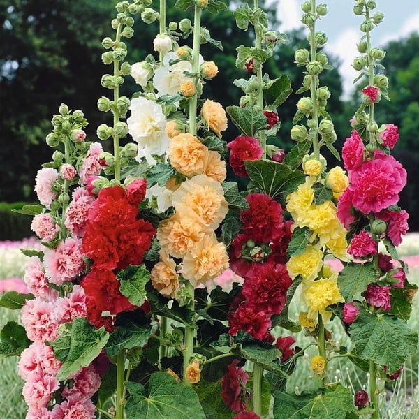 🔥Mixed Double Hollyhock Seeds（200 Seeds）