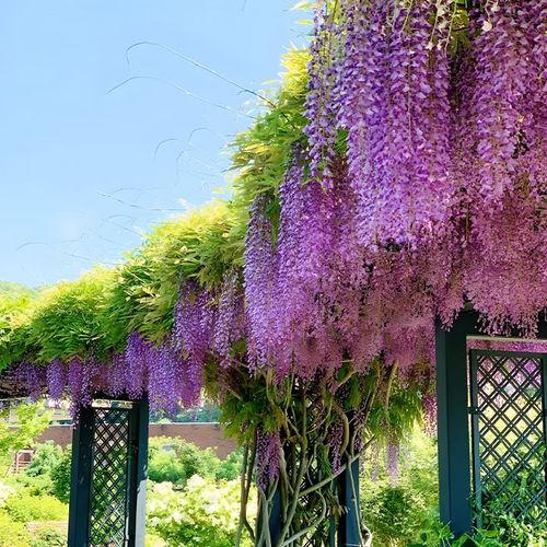 🌸WISTERIA - THE GARDEN’S CASCADING BEAUTY ALL YEAR ROUND