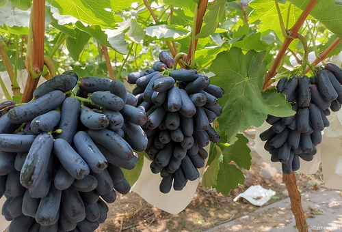 SAPPHIRE GRAPES SEEDS