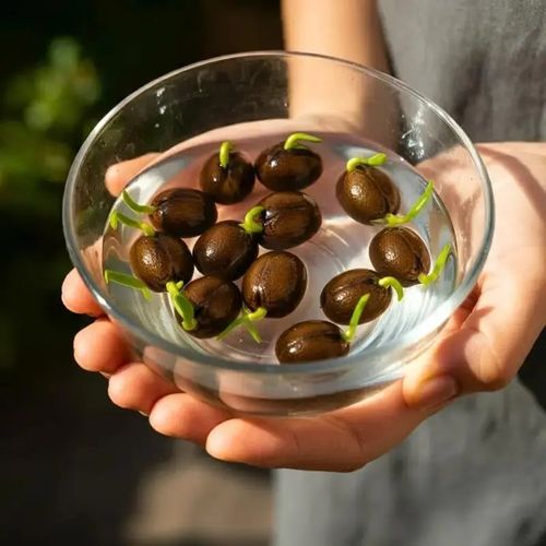 The Sacred Bonsai Bowl Lotus Flower