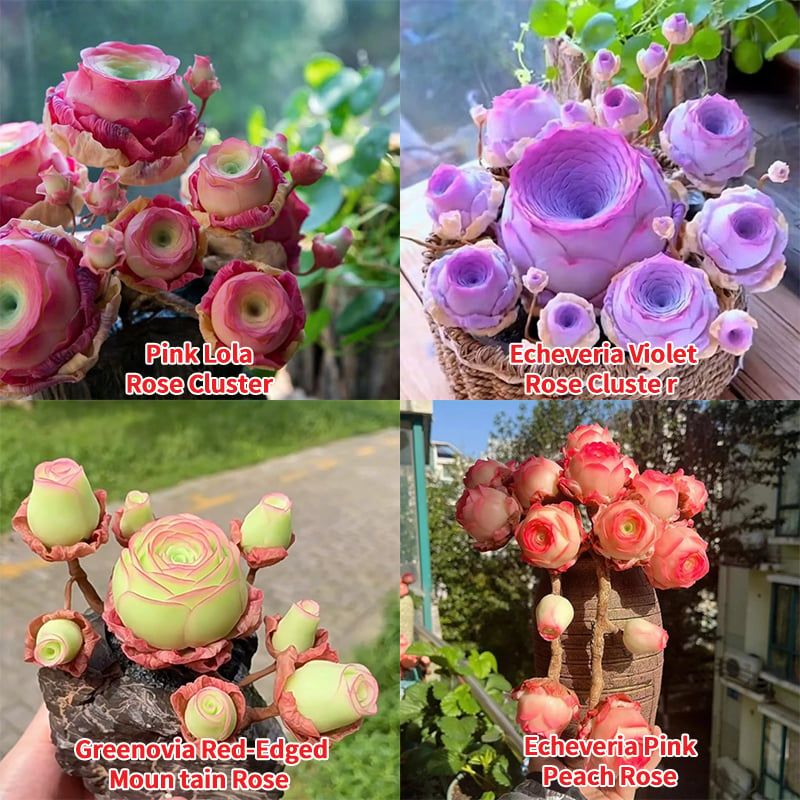 🌱🌹Mountain Rose:Beauty That Never Fades, Even for Newbie Blades!🌺(Mix-100seeds)