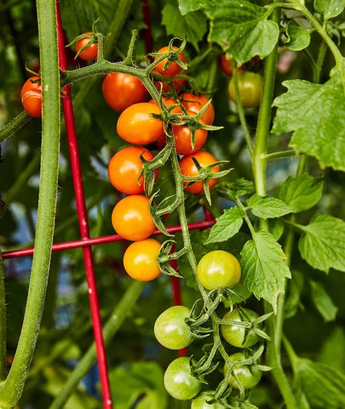Sungold Tomato,Cherry Tomato Seeds（400 seeds）