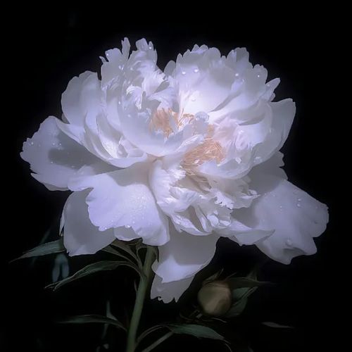 Paeonia suffruticosa Seed